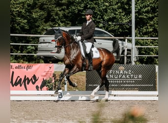 Belgisch Warmbloed, Hengst, 12 Jaar, 167 cm, Donkerbruin