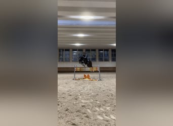 Belgisch Warmbloed, Hengst, 12 Jaar, 167 cm, Donkerbruin