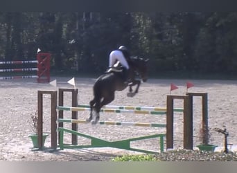 Belgisch Warmbloed, Hengst, 12 Jaar, 167 cm, Donkerbruin