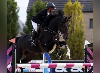 Belgisch Warmbloed, Hengst, 13 Jaar, 173 cm, Donkerbruin