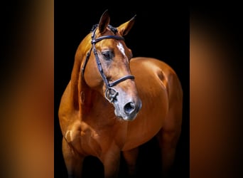 Belgisch Warmbloed, Hengst, 16 Jaar, 168 cm, Bruin