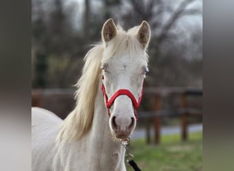 Belgisch Warmbloed, Hengst, 1 Jaar, 137 cm, Perlino