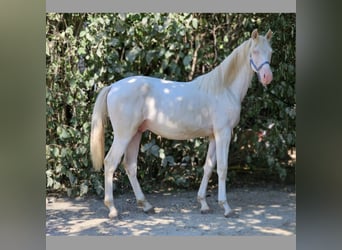 Belgisch Warmbloed, Hengst, 1 Jaar, 137 cm, Perlino