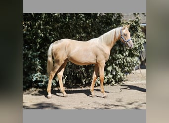 Belgisch Warmbloed, Hengst, 1 Jaar, 138 cm, Palomino