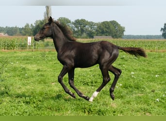 Belgisch Warmbloed, Hengst, 1 Jaar, 140 cm, Zwartbruin