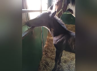 Belgisch Warmbloed, Hengst, 1 Jaar, 140 cm, Zwartbruin