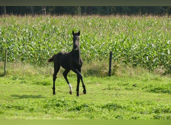 Belgisch Warmbloed, Hengst, 1 Jaar, 140 cm, Zwartbruin