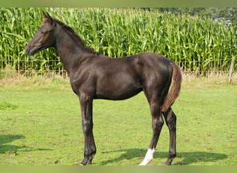 Belgisch Warmbloed, Hengst, 1 Jaar, 140 cm, Zwartbruin