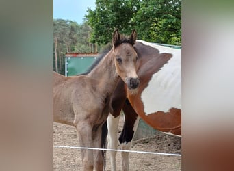 Belgisch Warmbloed, Hengst, 1 Jaar, 140 cm, Zwartbruin