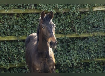 Belgisch Warmbloed, Hengst, 1 Jaar, 145 cm, Donkerbruin