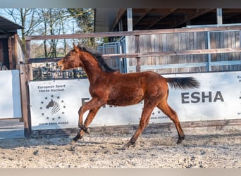 Belgisch Warmbloed, Hengst, 1 Jaar, 145 cm