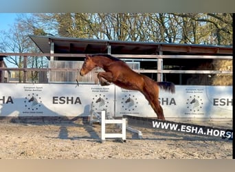 Belgisch Warmbloed, Hengst, 1 Jaar, 145 cm