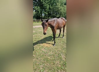 Belgisch Warmbloed, Hengst, 1 Jaar, 150 cm, Donkerbruin
