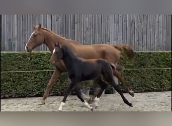 Belgisch Warmbloed, Hengst, 1 Jaar, 168 cm, Bruin