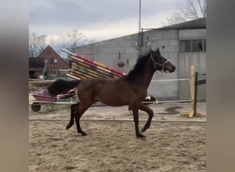 Belgisch Warmbloed, Hengst, 1 Jaar, 169 cm, Bruin