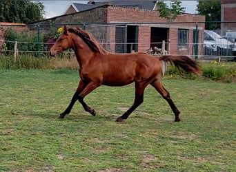 Belgisch Warmbloed, Hengst, 1 Jaar, 170 cm, Bruin