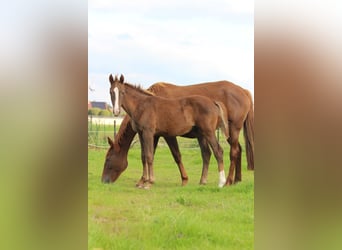 Belgisch Warmbloed, Hengst, 1 Jaar, 170 cm, Vos