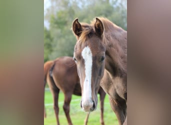 Belgisch Warmbloed, Hengst, 1 Jaar, 170 cm, Vos