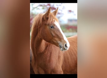 Belgisch Warmbloed, Hengst, 1 Jaar, 173 cm, Vos
