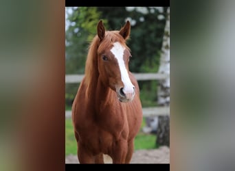 Belgisch Warmbloed, Hengst, 1 Jaar, 173 cm, Vos