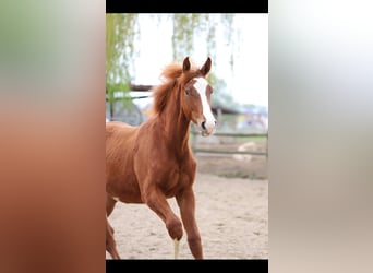 Belgisch Warmbloed, Hengst, 1 Jaar, 173 cm, Vos