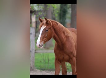 Belgisch Warmbloed, Hengst, 1 Jaar, 173 cm, Vos