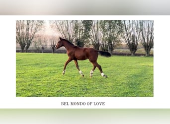 Belgisch Warmbloed, Hengst, 1 Jaar, Bruin