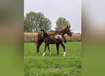 Belgisch Warmbloed, Hengst, 1 Jaar, Overo-alle-kleuren