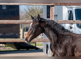 Belgisch Warmbloed, Hengst, 1 Jaar
