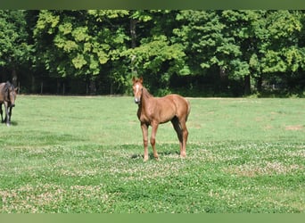 Belgisch Warmbloed, Hengst, 1 Jaar