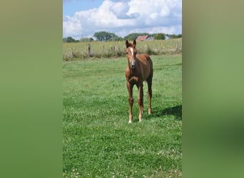 Belgisch Warmbloed, Hengst, 1 Jaar, Vos