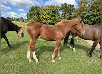 Belgisch Warmbloed, Hengst, 1 Jaar, Vos