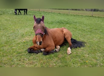 Belgisch Warmbloed, Hengst, 21 Jaar, 170 cm, Bruin