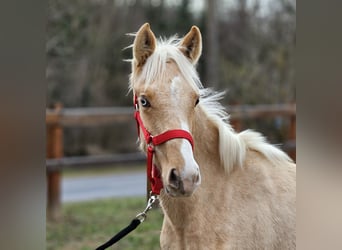 Belgisch Warmbloed, Hengst, 2 Jaar, 138 cm, Palomino