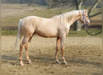 Belgisch Warmbloed, Hengst, 2 Jaar, 150 cm, Palomino