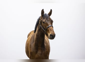 Belgisch Warmbloed, Hengst, 2 Jaar, 153 cm
