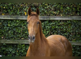 Belgisch Warmbloed, Hengst, 2 Jaar, 153 cm, Vos