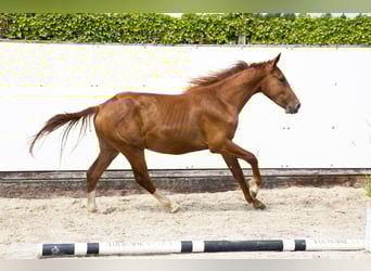 Belgisch Warmbloed, Hengst, 2 Jaar, 153 cm, Vos
