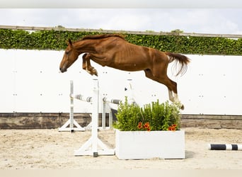 Belgisch Warmbloed, Hengst, 2 Jaar, 153 cm, Vos
