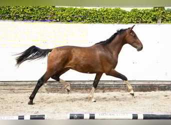 Belgisch Warmbloed, Hengst, 2 Jaar, 154 cm, Bruin