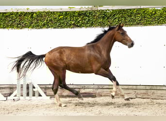 Belgisch Warmbloed, Hengst, 2 Jaar, 154 cm, Bruin