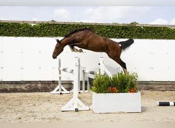 Belgisch Warmbloed, Hengst, 2 Jaar, 154 cm, Bruin