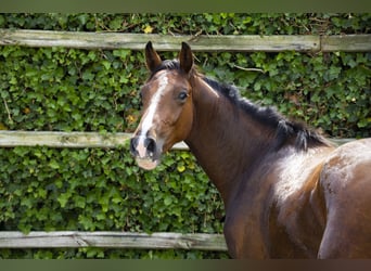 Belgisch Warmbloed, Hengst, 2 Jaar, 154 cm, Bruin