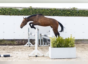 Belgisch Warmbloed, Hengst, 2 Jaar, 154 cm, Donkerbruin
