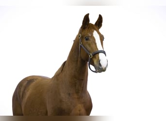 Belgisch Warmbloed, Hengst, 2 Jaar, 156 cm, Cremello