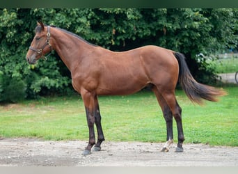 Belgisch Warmbloed, Hengst, 2 Jaar, 157 cm, Bruin