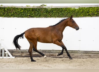 Belgisch Warmbloed, Hengst, 2 Jaar, 157 cm, Donkerbruin