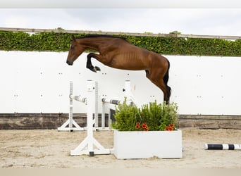 Belgisch Warmbloed, Hengst, 2 Jaar, 157 cm, Donkerbruin
