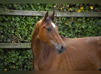 Belgisch Warmbloed, Hengst, 2 Jaar, 157 cm, Donkerbruin