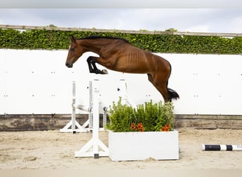 Belgisch Warmbloed, Hengst, 2 Jaar, 157 cm, Donkerbruin